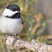Black-capped Chickadee